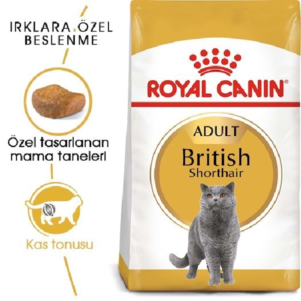 British Short Hair Yetişkin 2Kg
