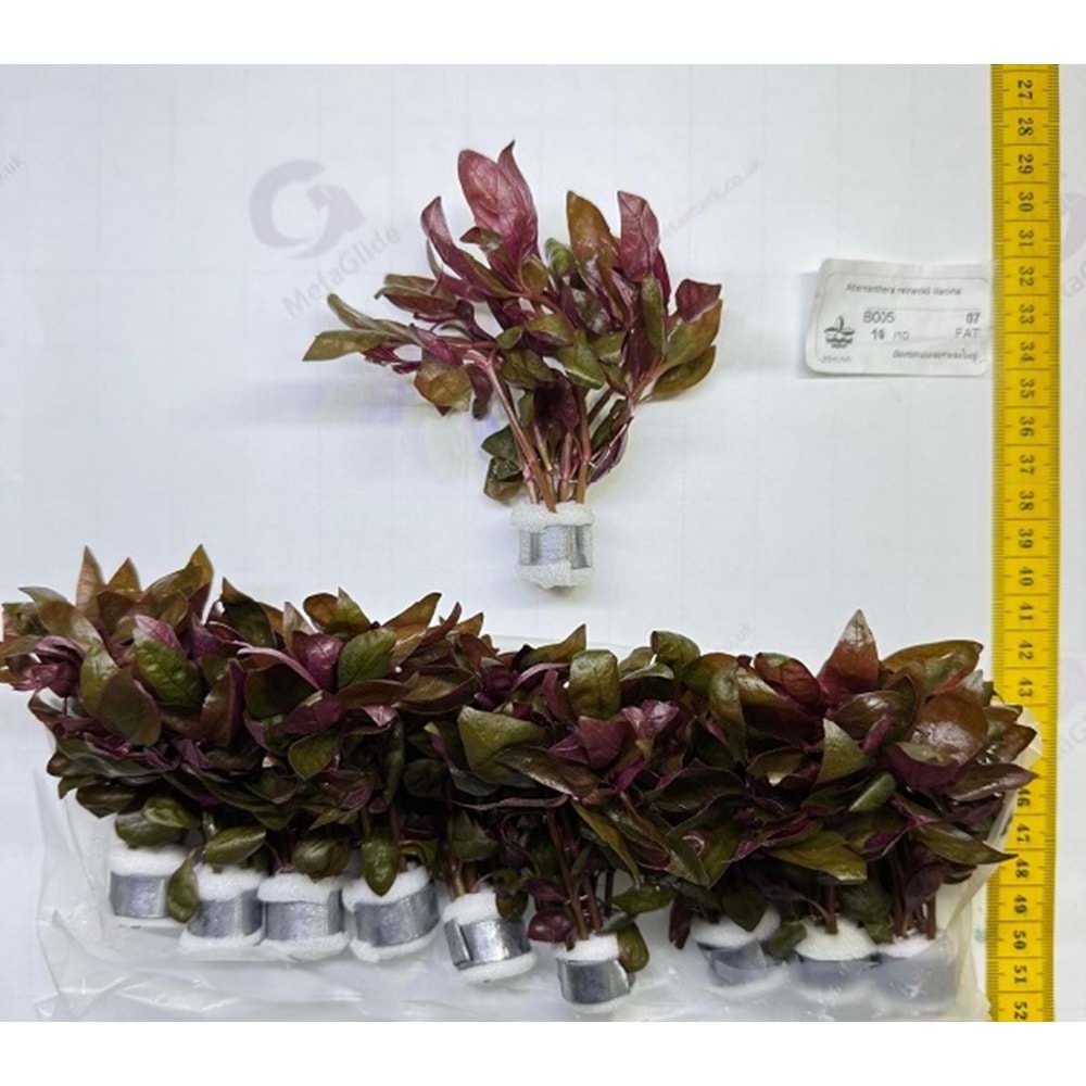 Alternanthera lilacina