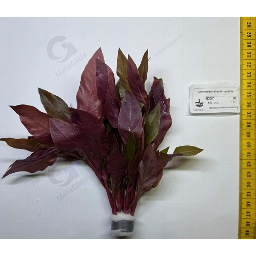 Alternanthera reineckii rosaefolia