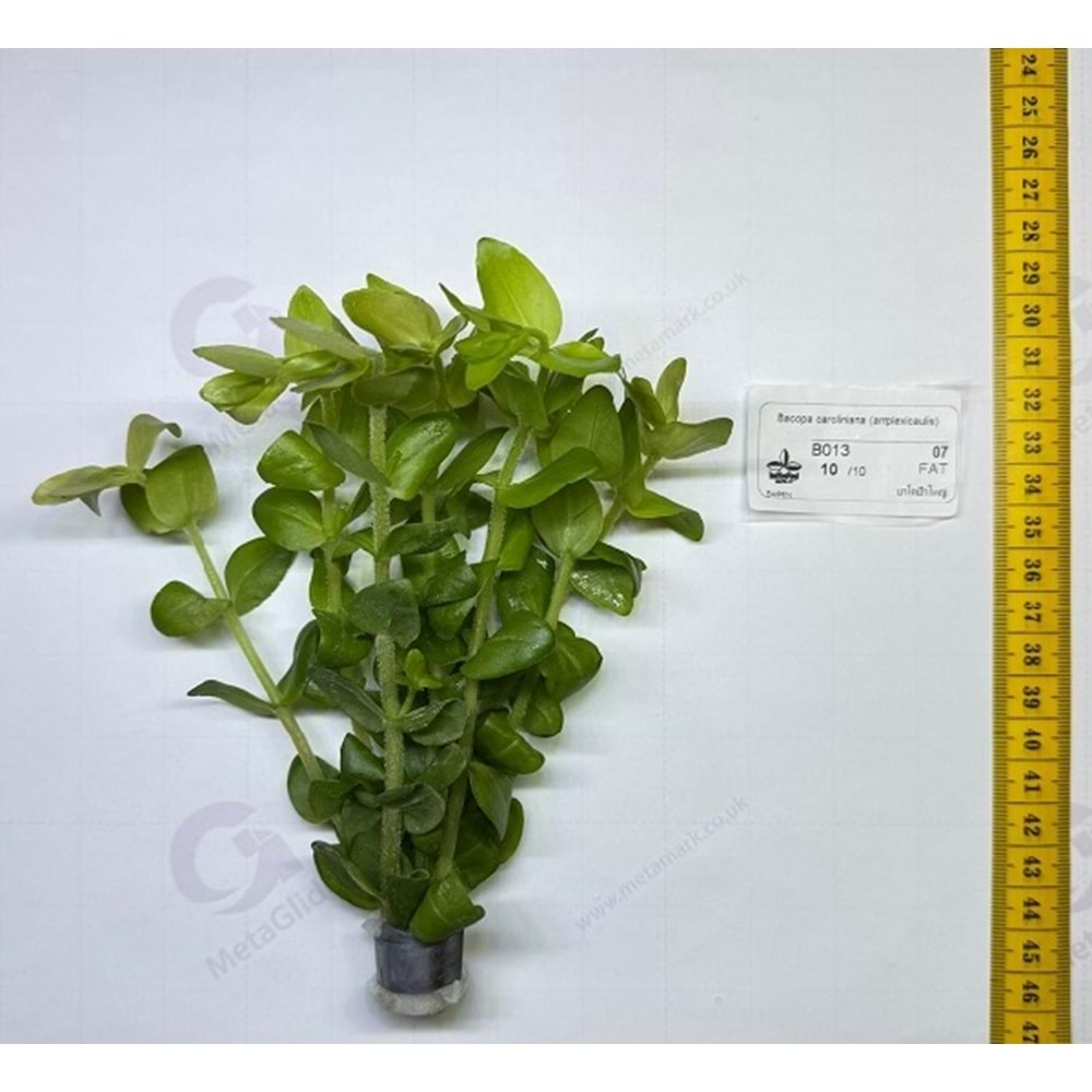Bacopa caroliniana (amplexicaulis)
