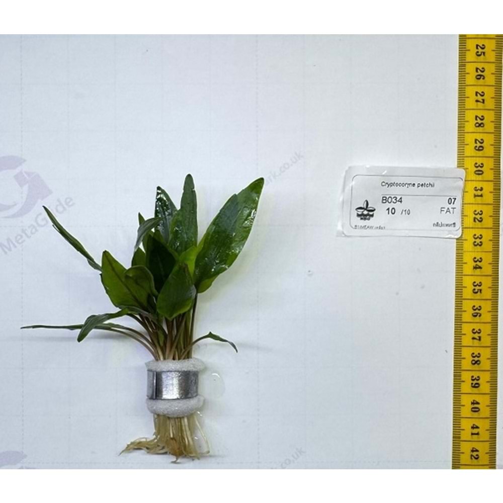 Cryptocoryne petchii