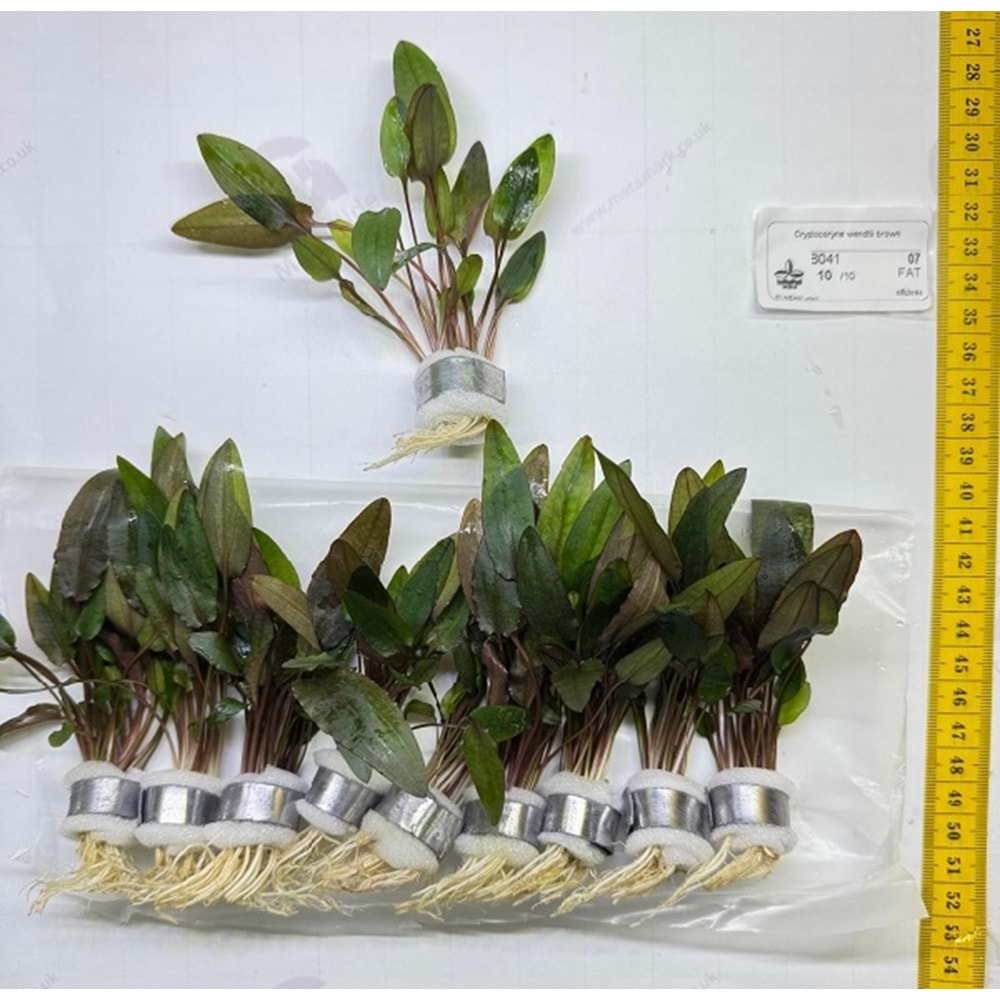 Cryptocoryne wendtii brown