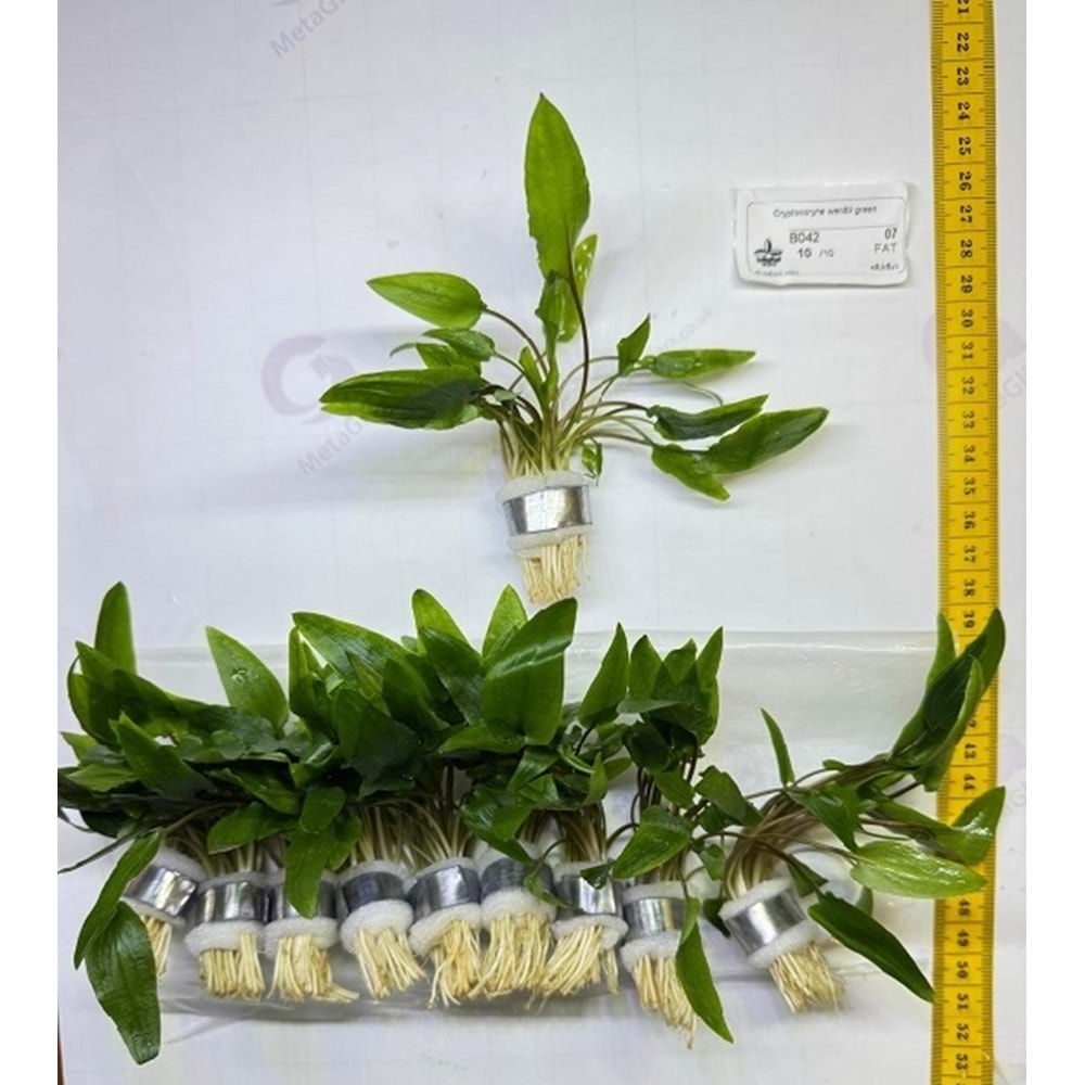 Cryptocoryne wendtii green