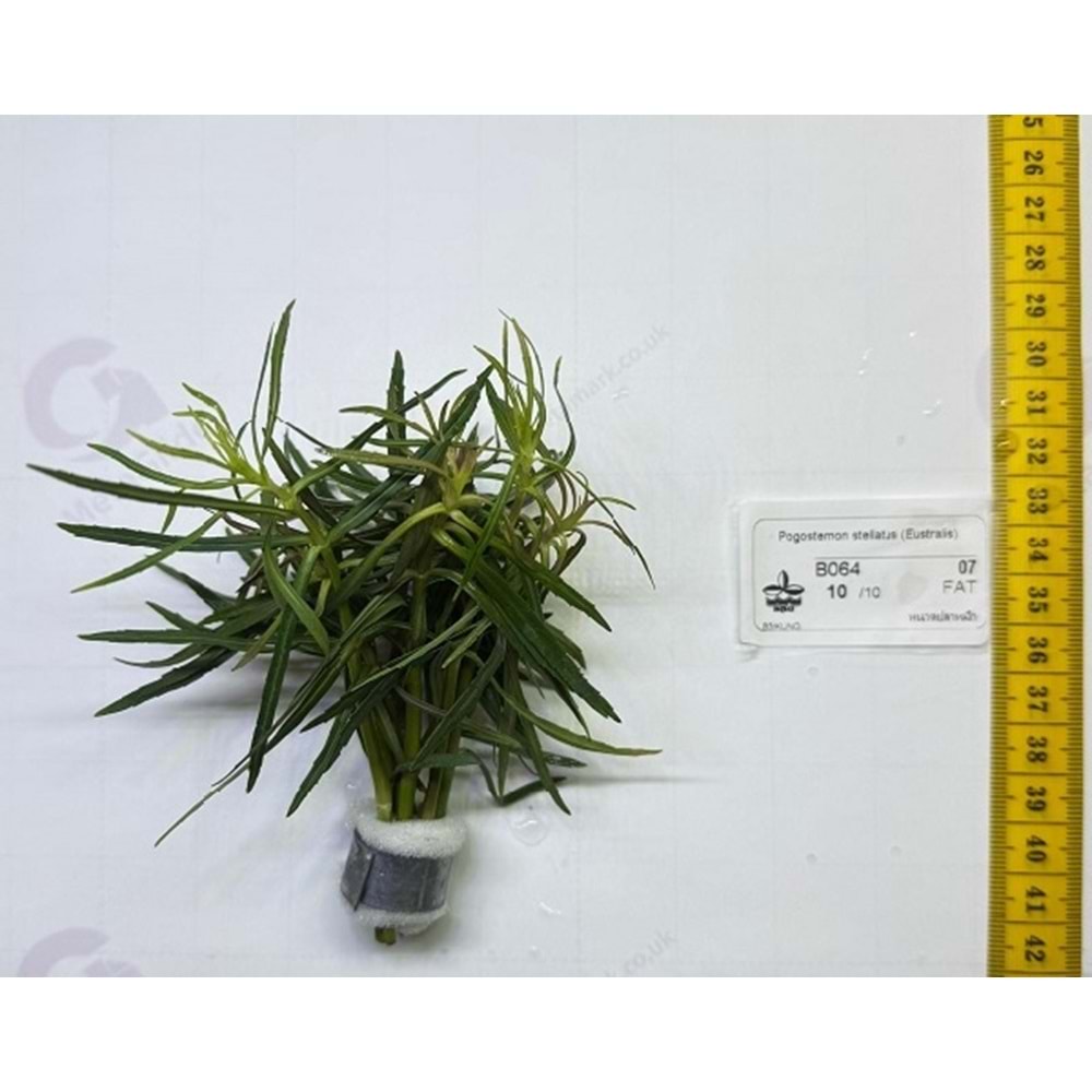 Pogostemon stellatus (Eustralis)