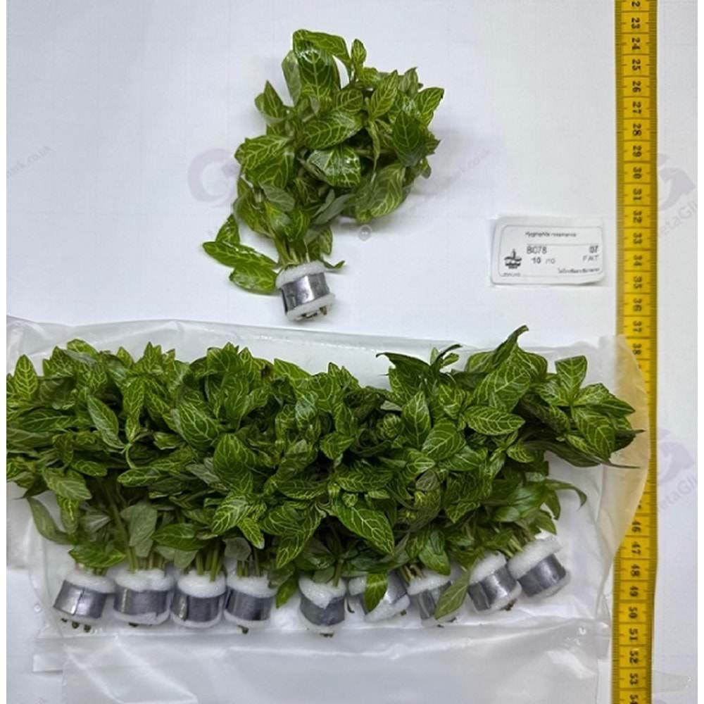 Hygrophila rosanervis