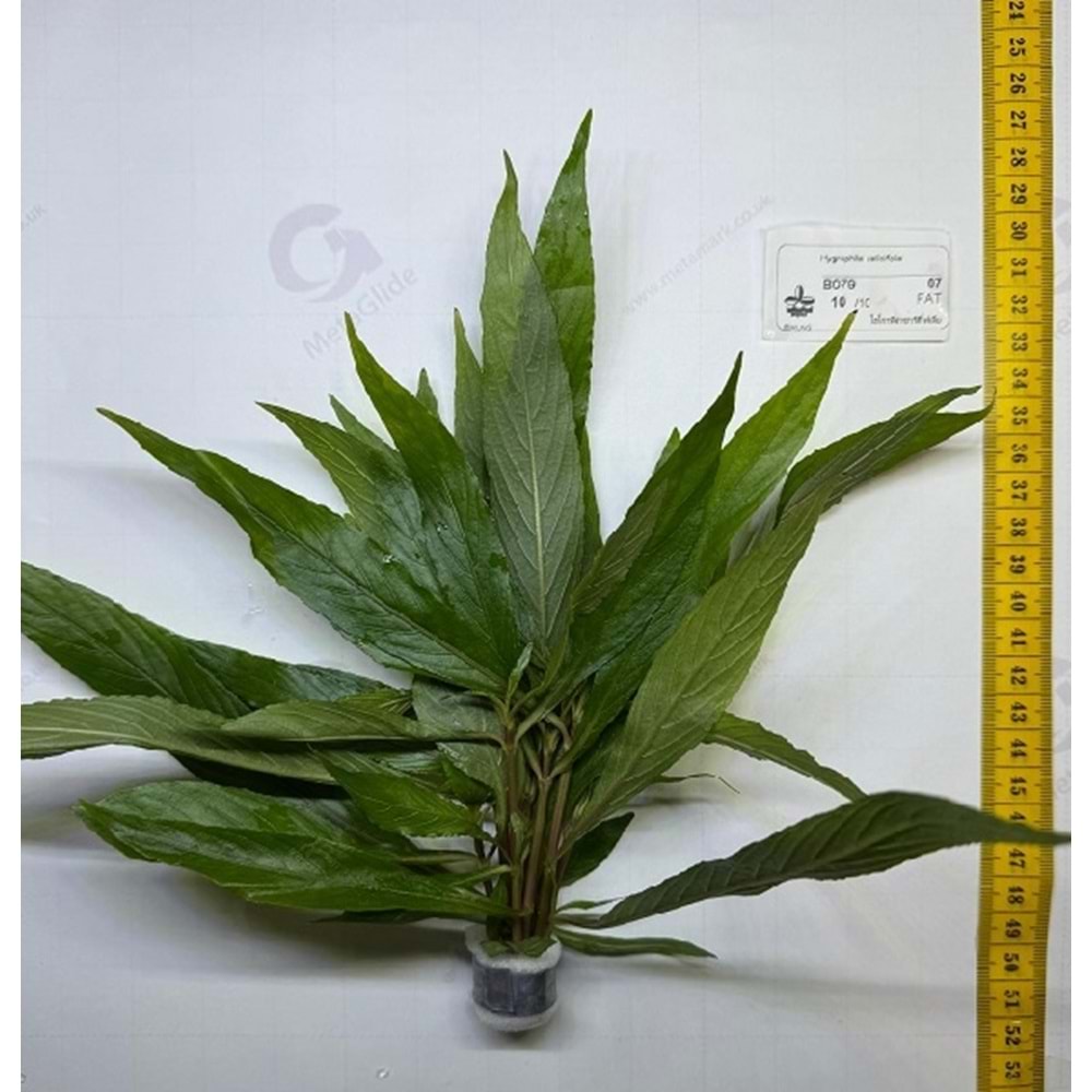 Hygrophila salicifolia