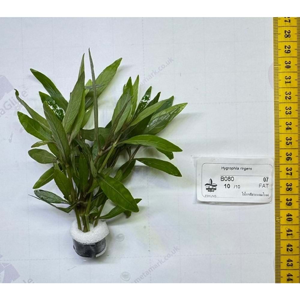 Hygrophila lancea araguaia