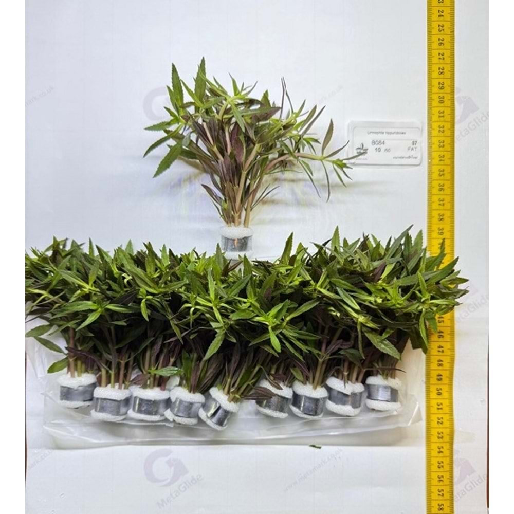 Limnophila aromatica (hippuridoides)