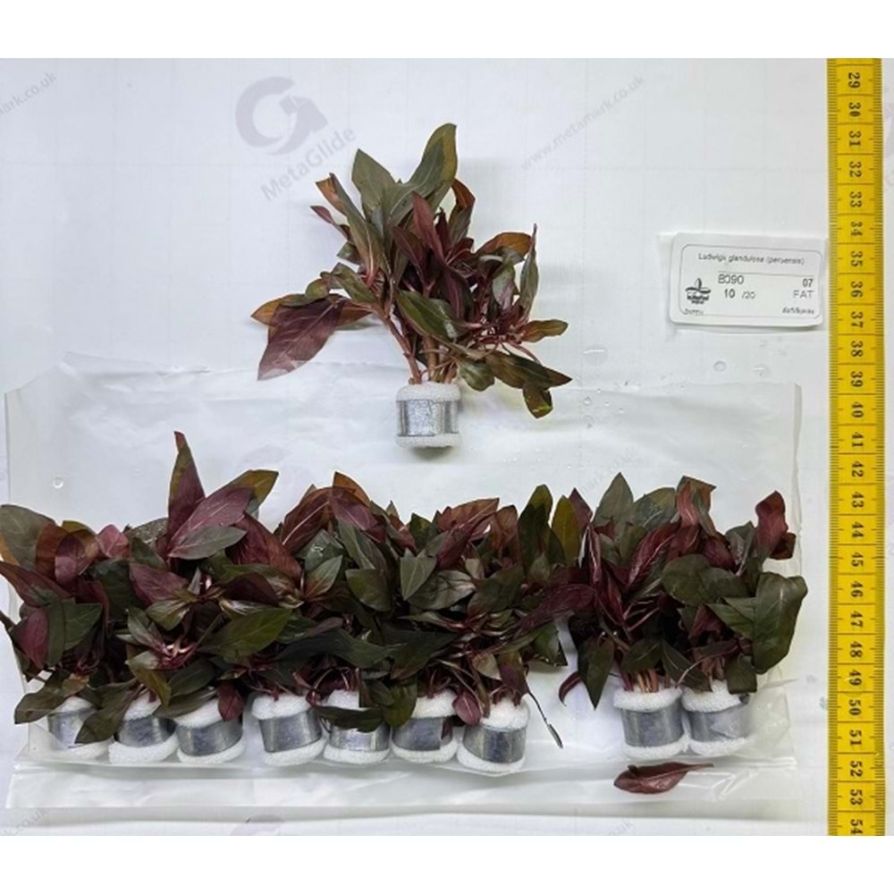 Ludwigia peruensis (glandulosa)