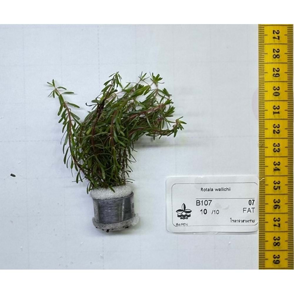 Rotala wallichii