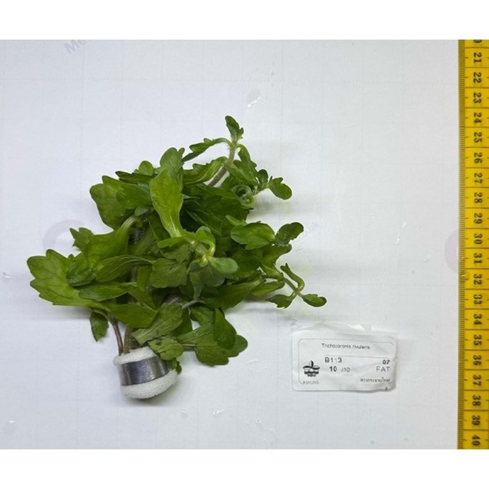 Trichocoronis rivularis