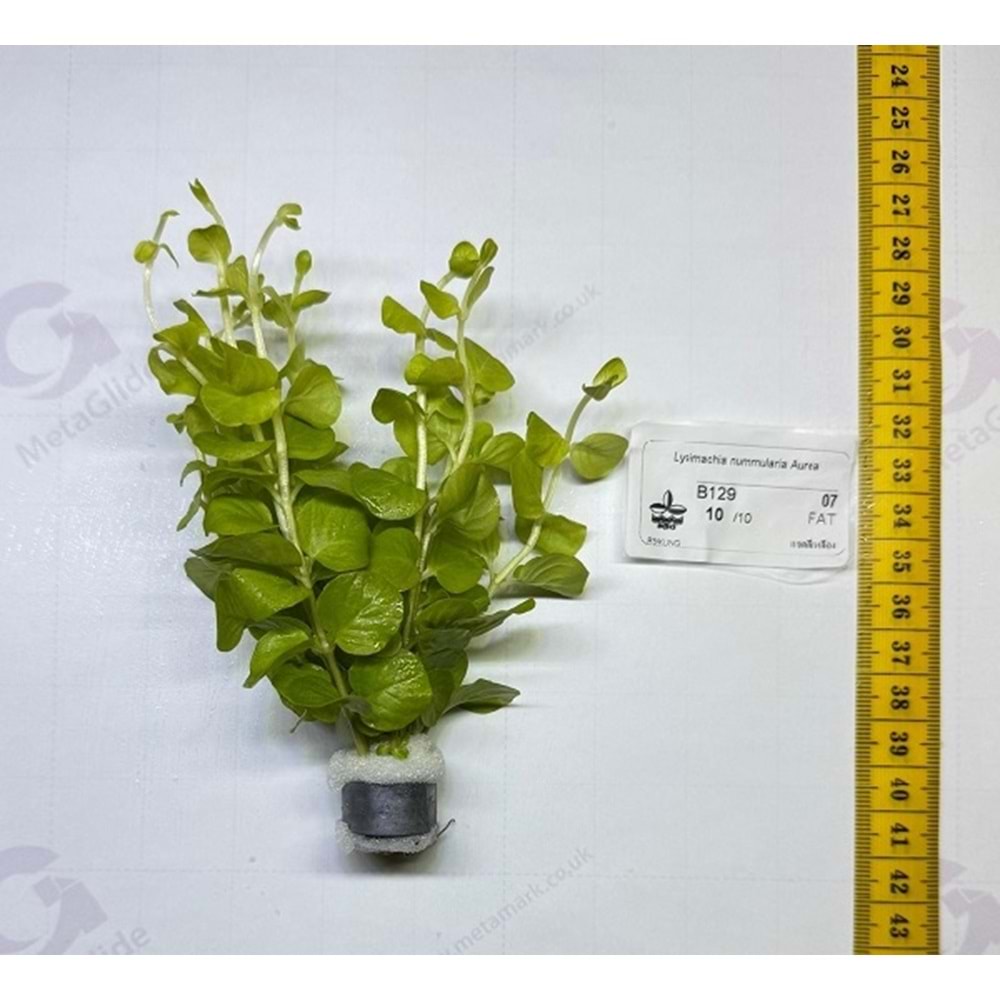 Lysimachia nummularia Aurea