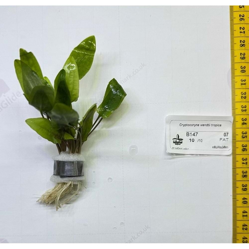 Cryptocoryne wendtii tropica