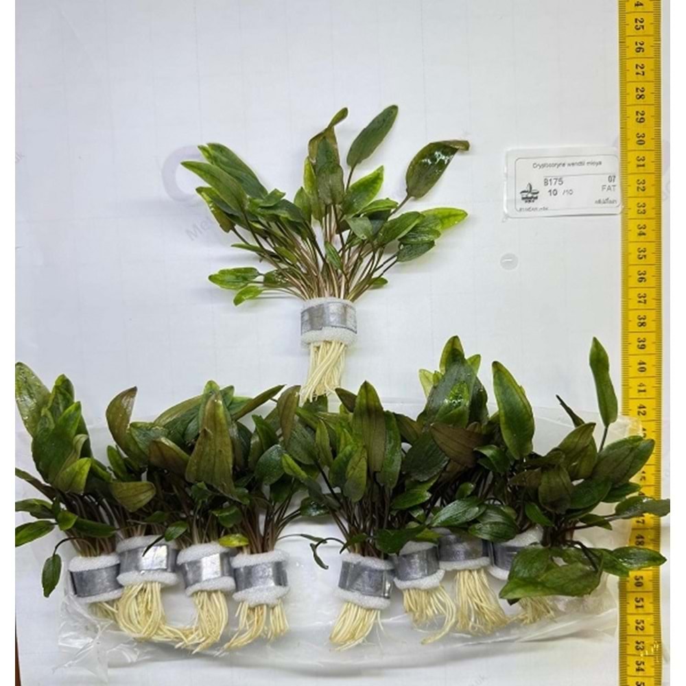 Cryptocoryne wendtii mioya