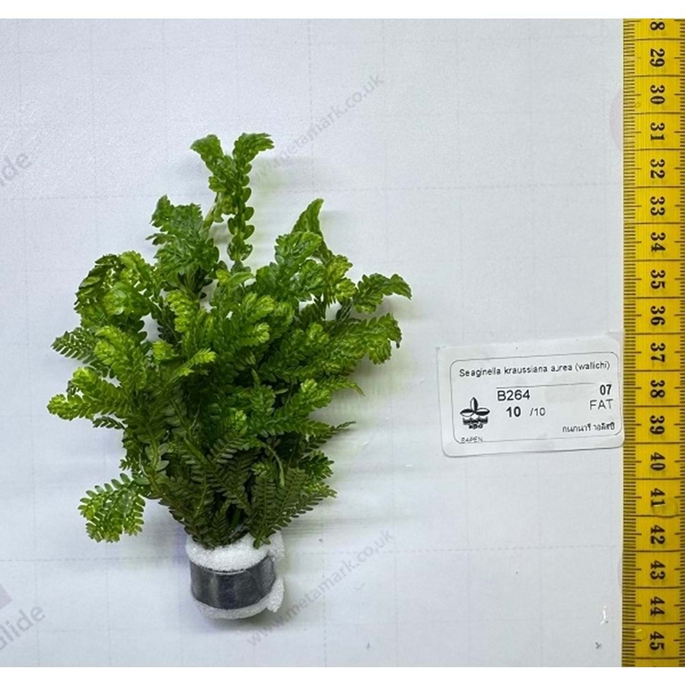 Selaginella kraussiana aurea (wallichi)