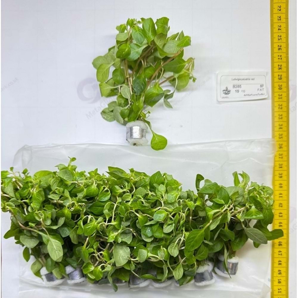 Ludwigia palustris red