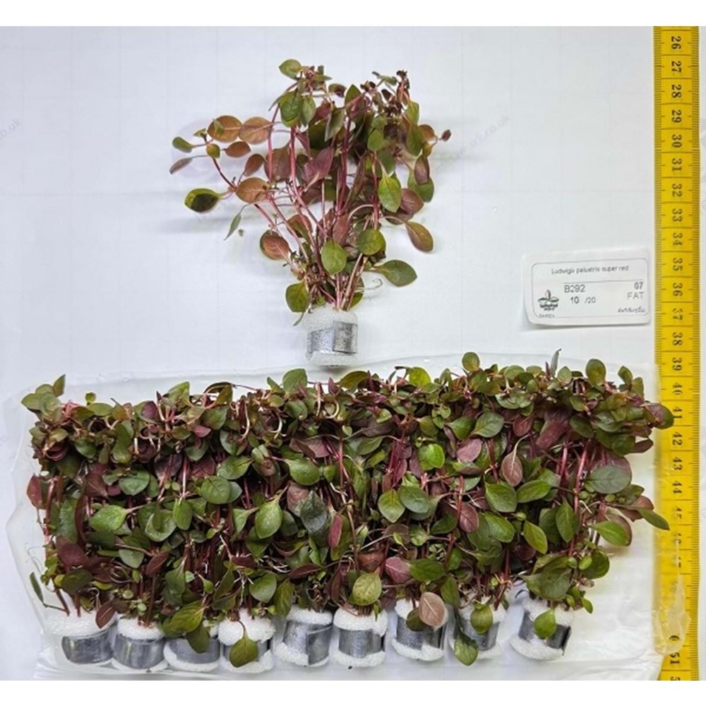 Ludwigia palustris super red