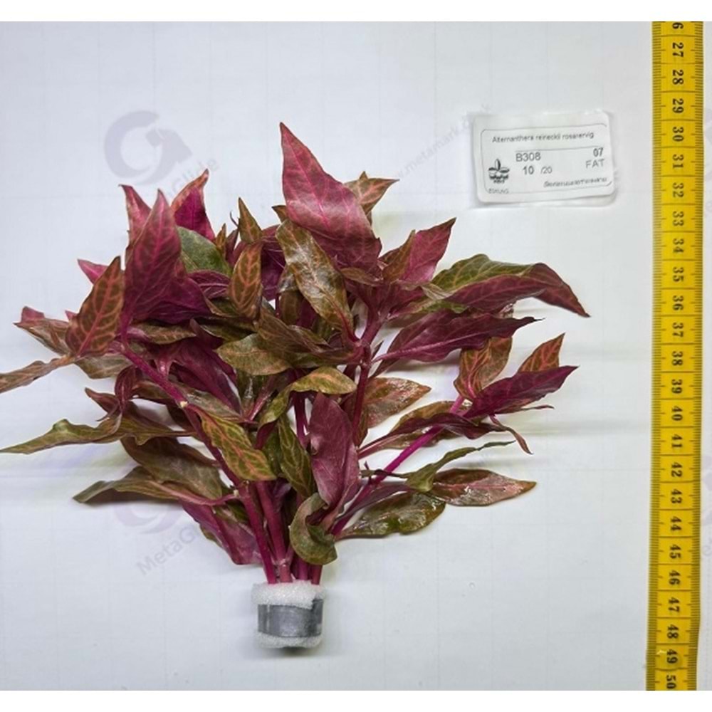 Alternanthera reineckii rosanervig