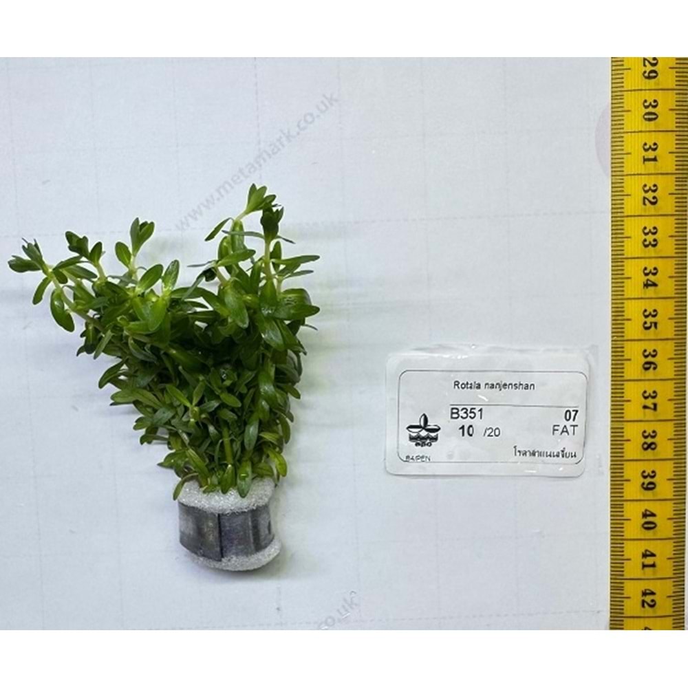 Rotala sp. nanjenshan