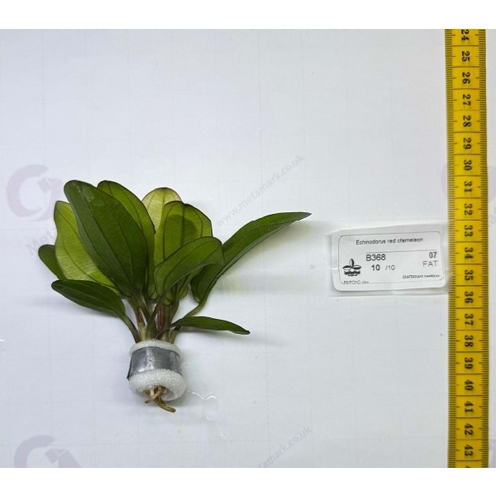Echinodorus red chameleon