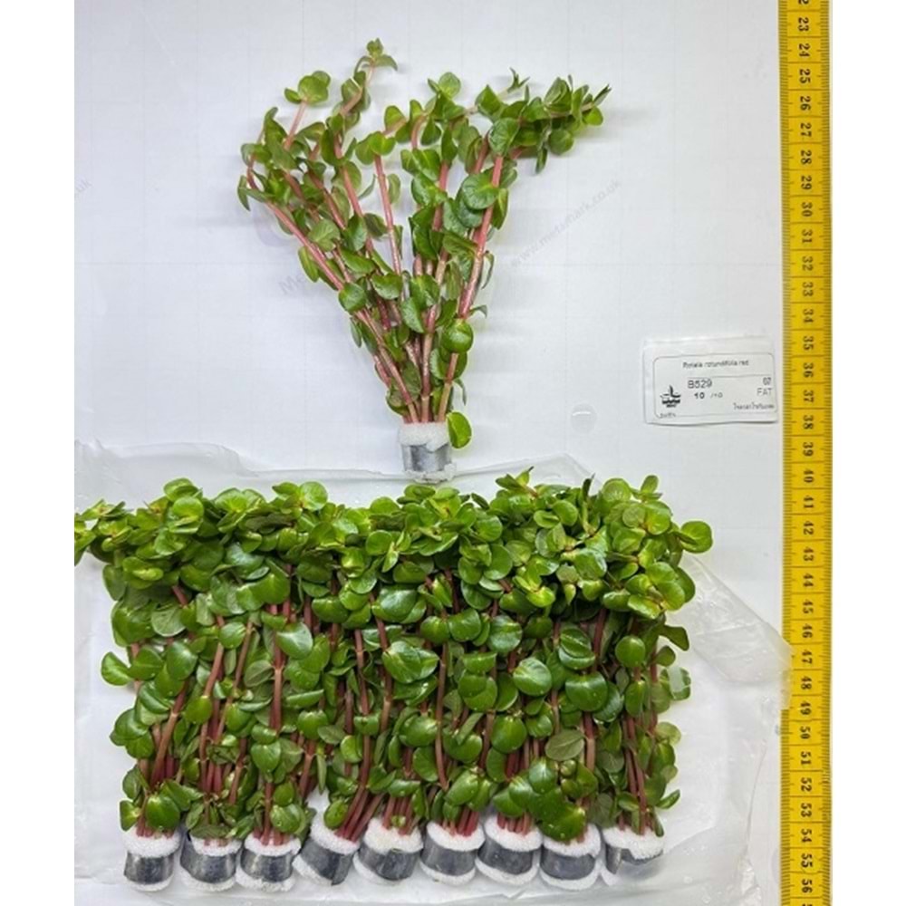 Rotala rotundifolia red