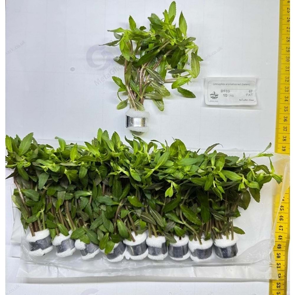 Limnophila aromatica red (belem)