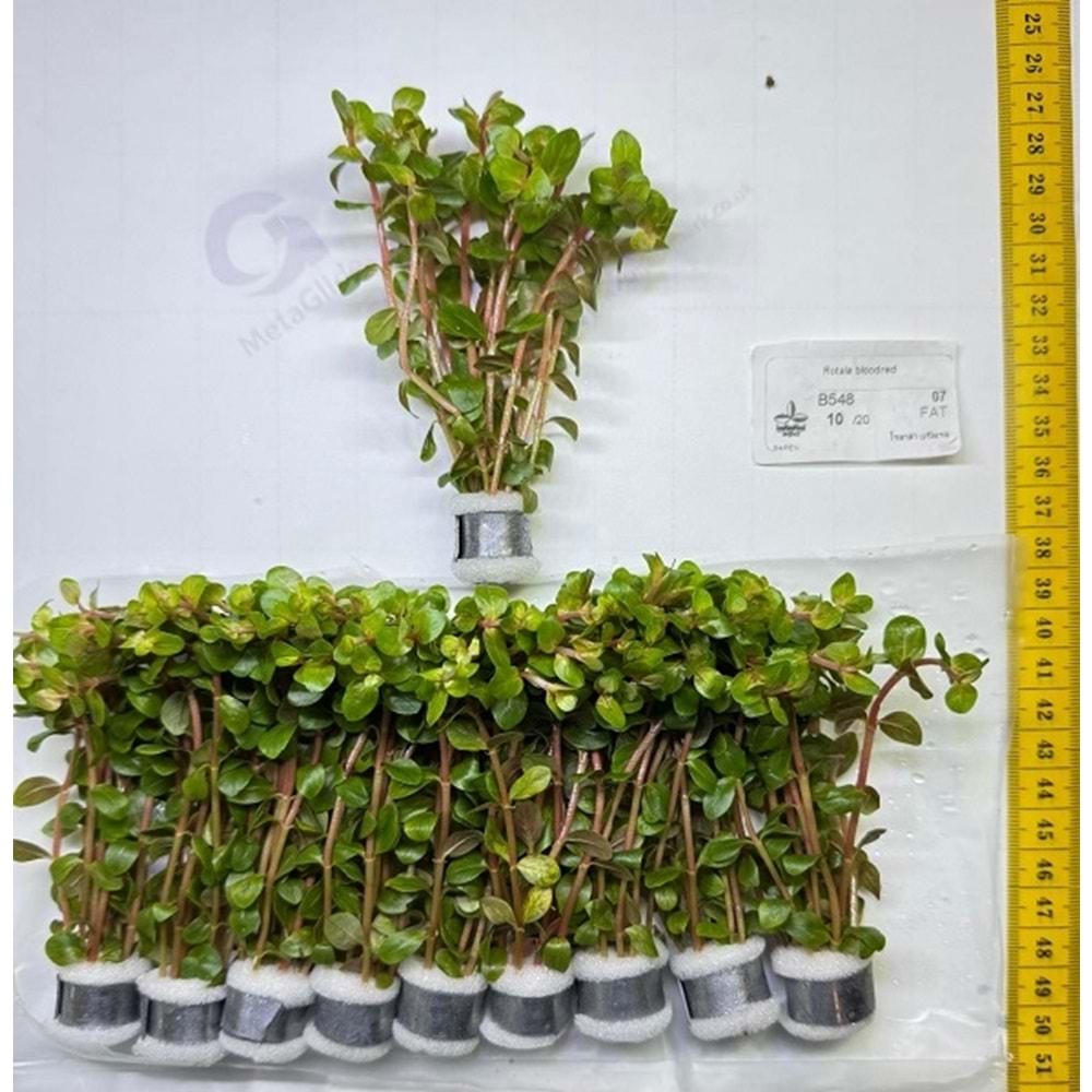 Rotala blood red
