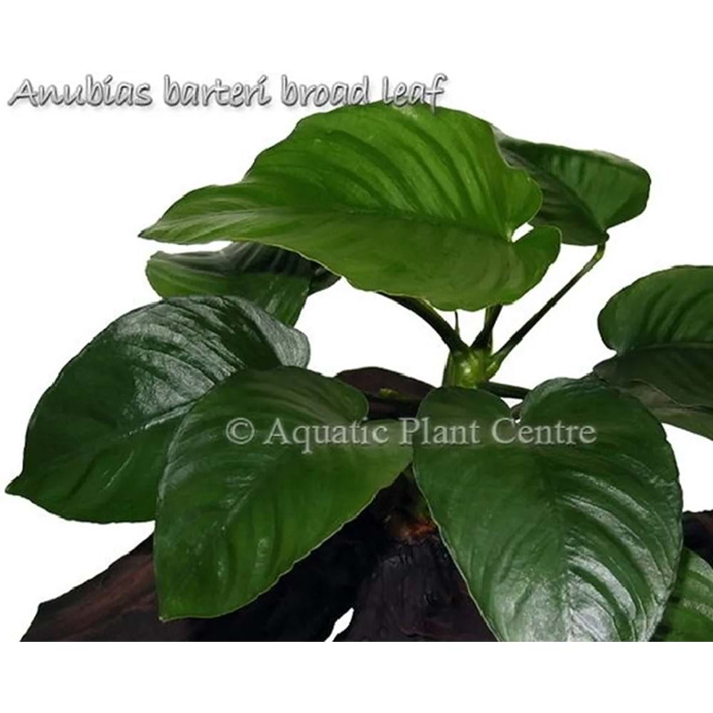 Anubias barteri broad leaf