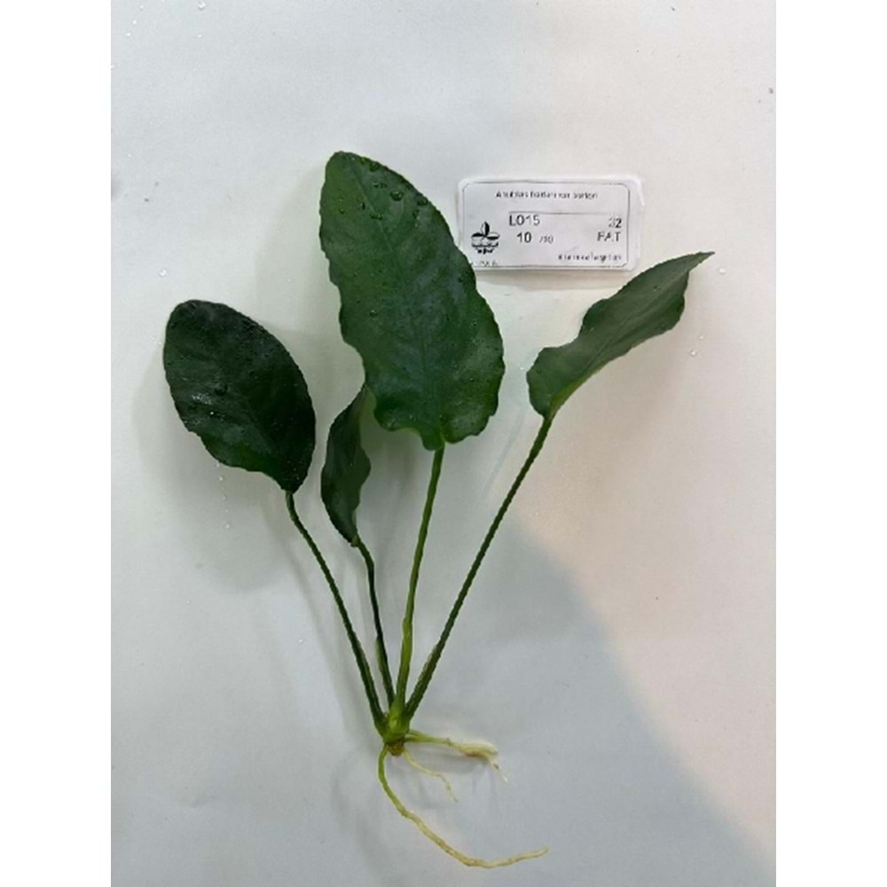 Anubias barteri var. barteri