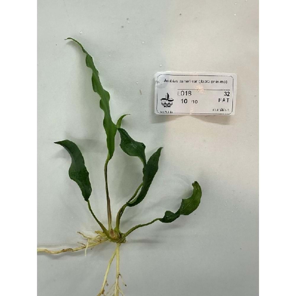 Anubias barteri var. glabra (minima)