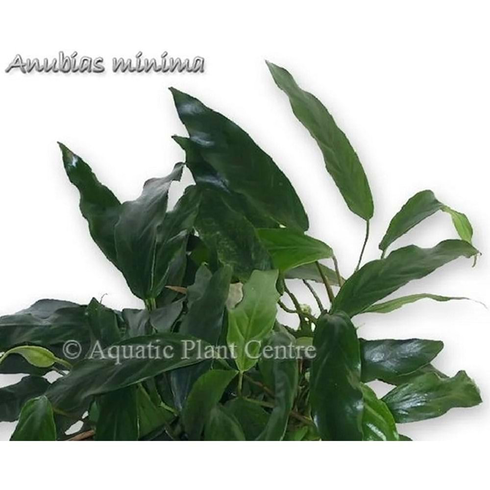 Anubias barteri var. glabra (minima)