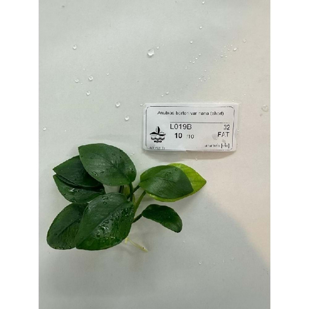 Anubias barteri var nana (short)