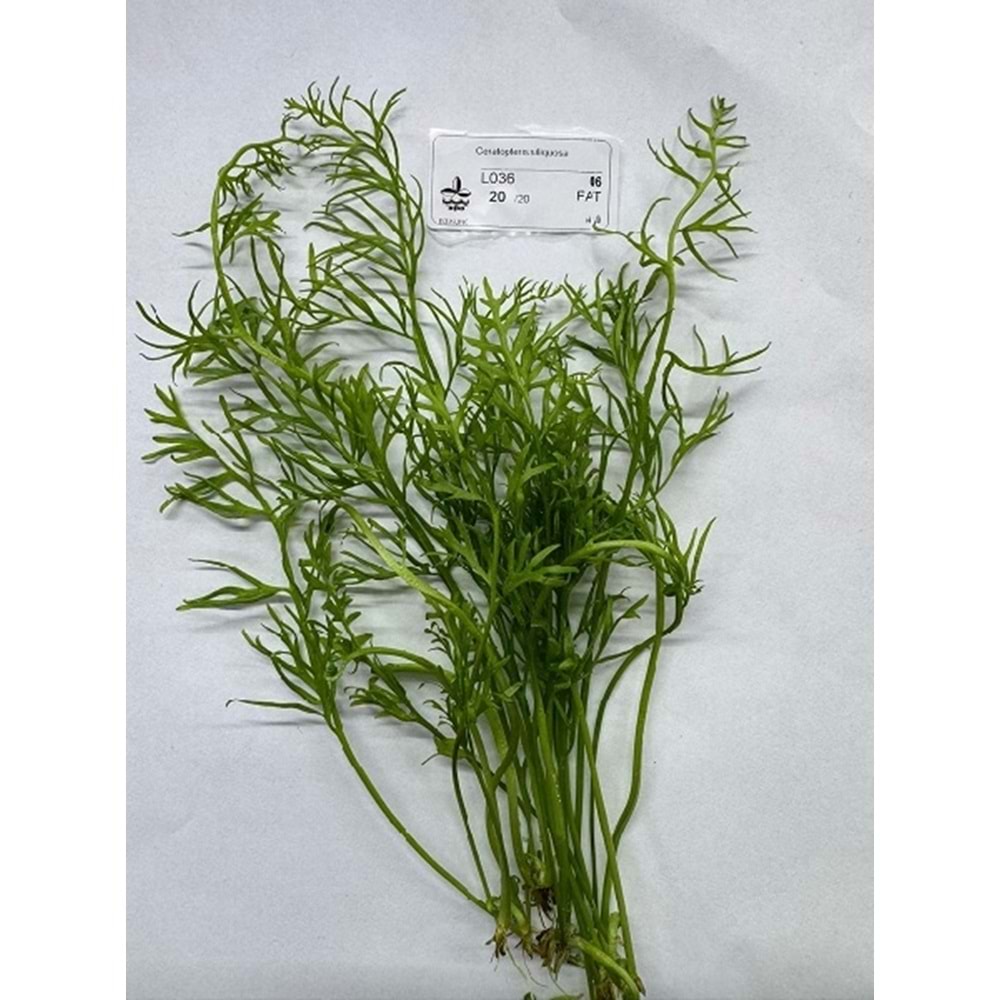 Ceratopteris thalictroides