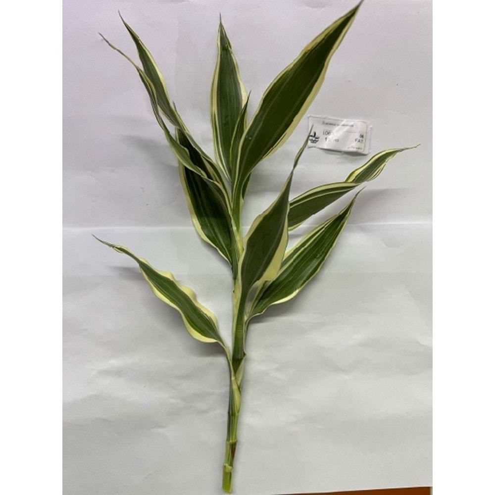 Dracaena sanderiana