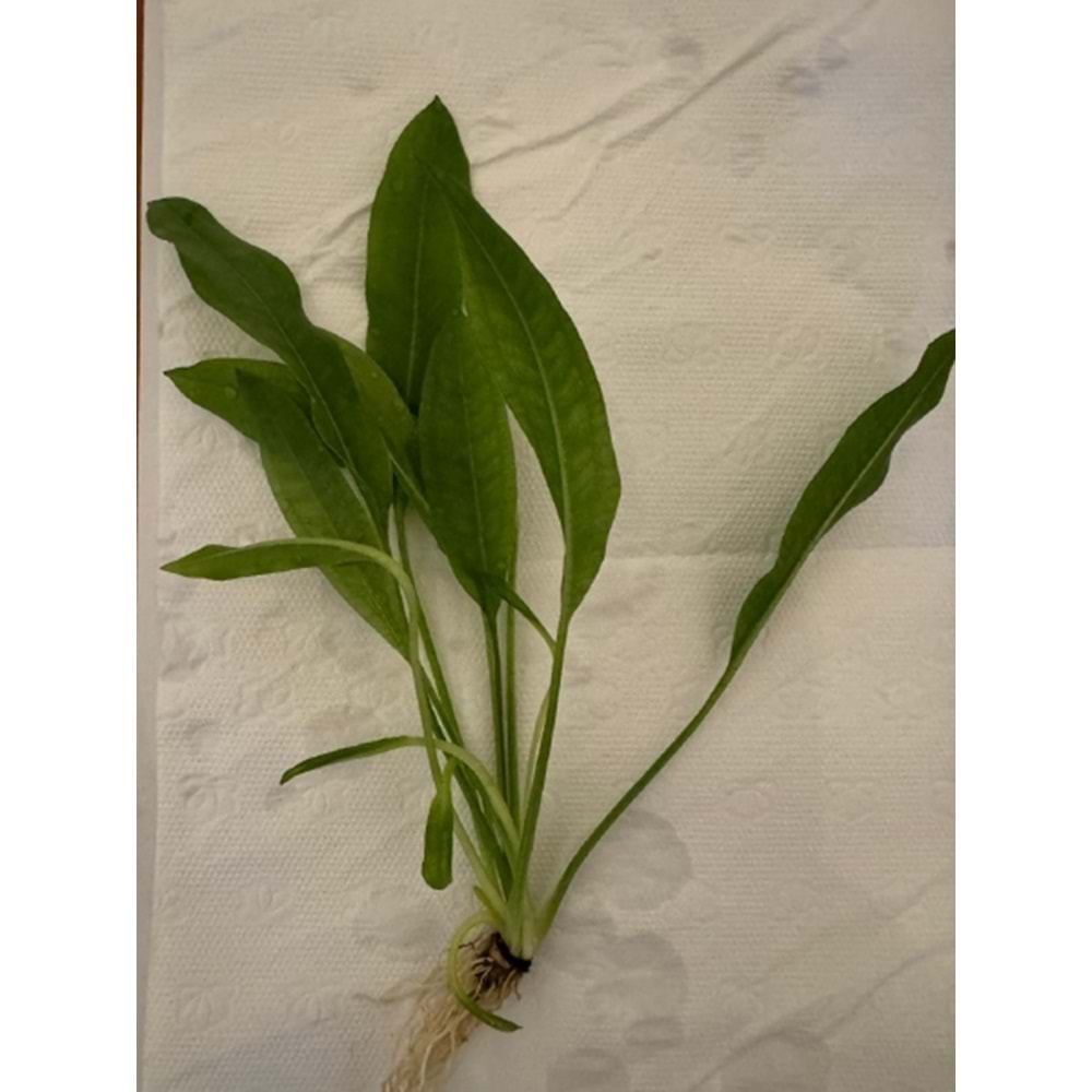 Echinodorus amazonicus