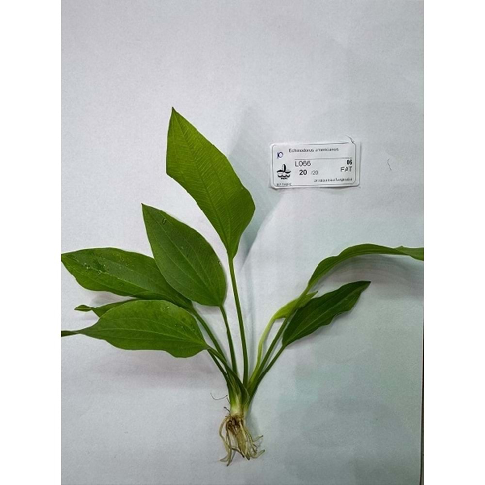 Echinodorus americanus