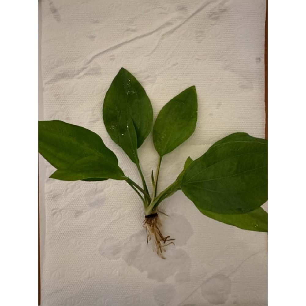 Echinodorus argentinensis