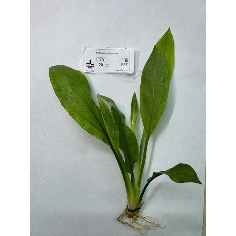 Echinodorus bleheri