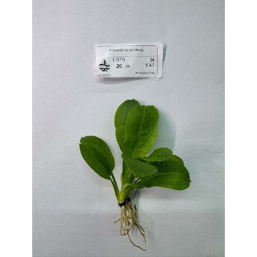 Echinodorus parviflorus