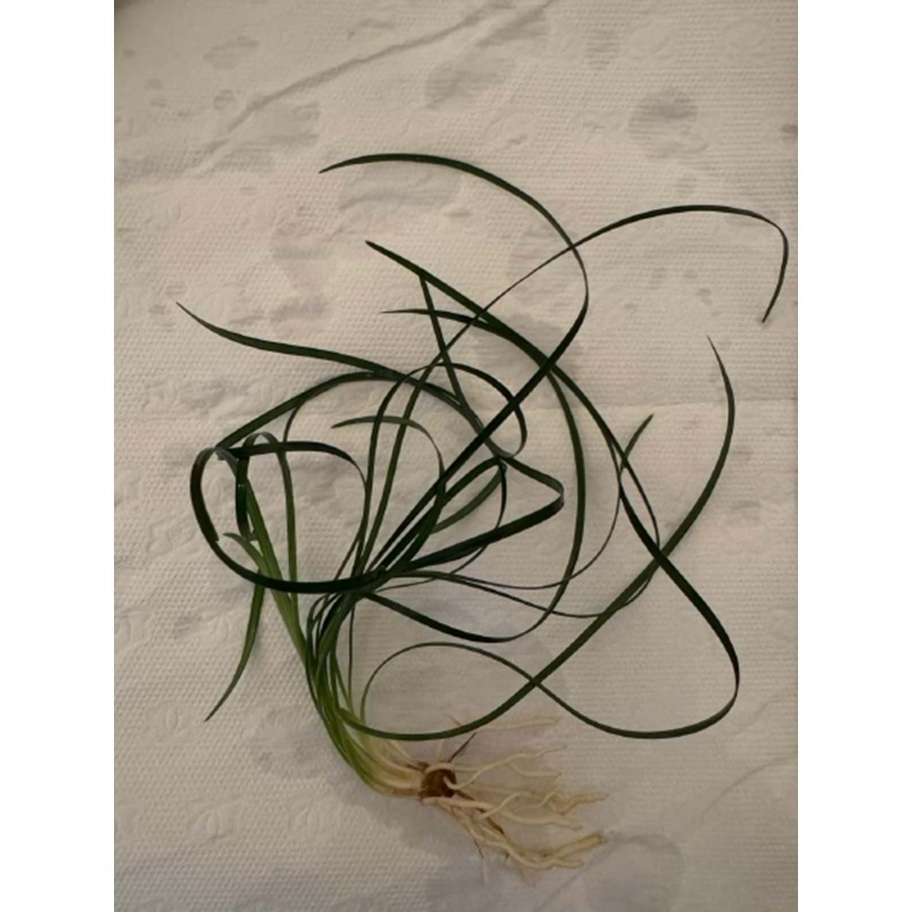Ophiopogon japonica