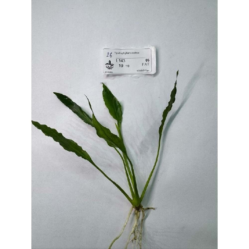 Spathiphyllum wallisii