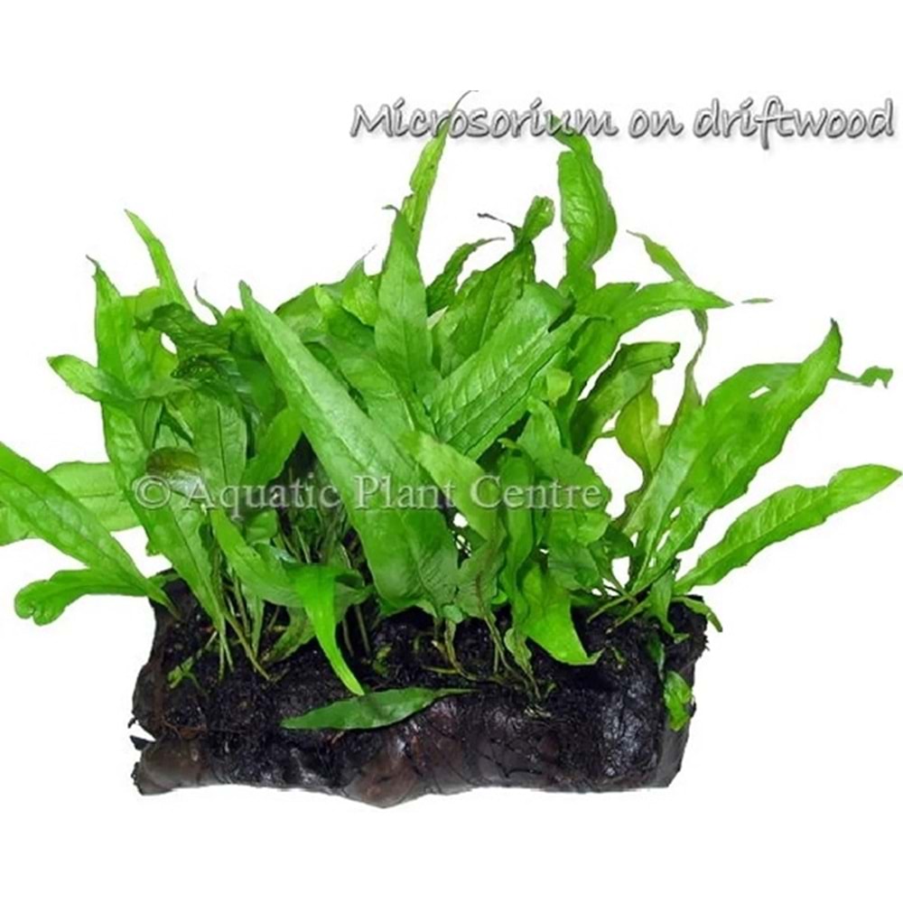 Microsorum pteropus on Pterocapus wood -[M] 15cm