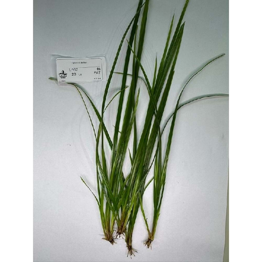 Cyperus helferi (except England)