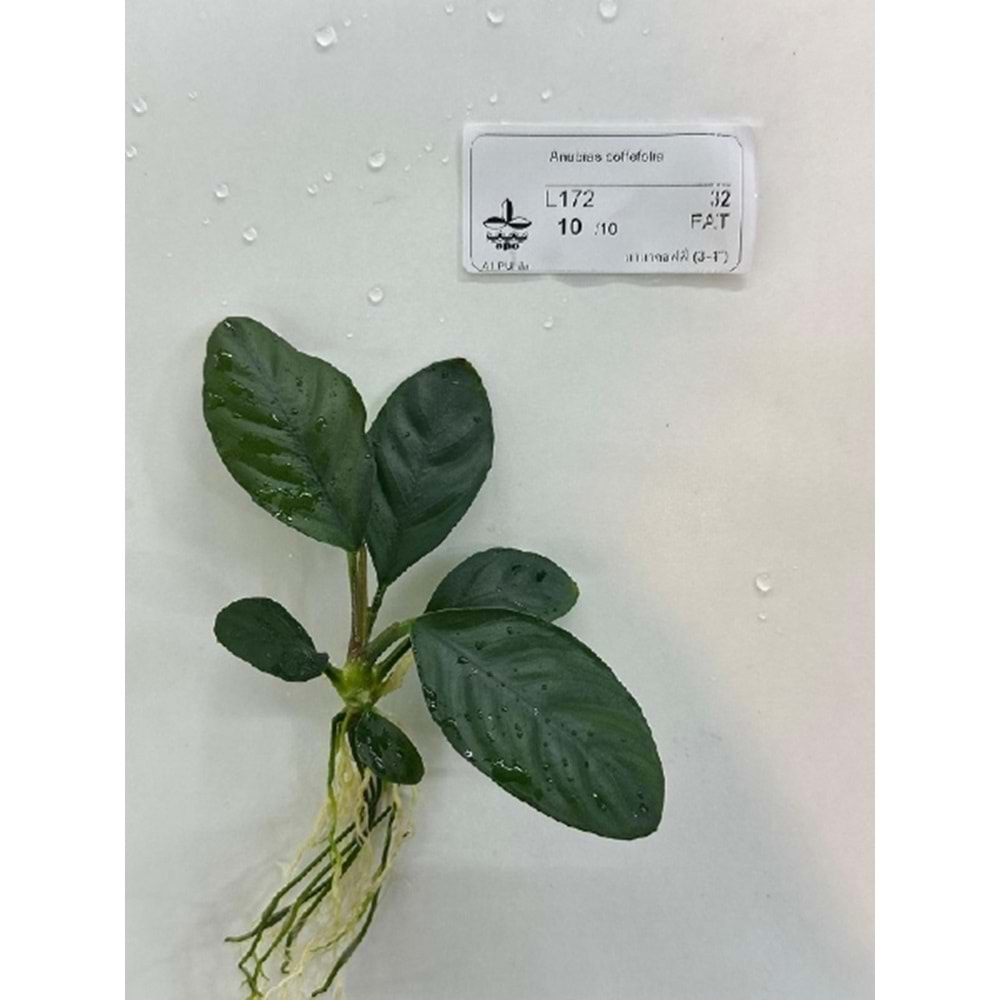 Anubias coffefolia