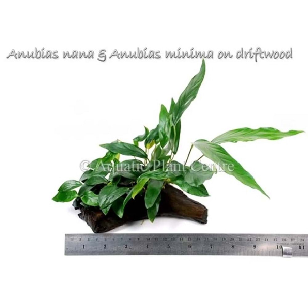 Anubias barteri var nana + minima on Pterocapus wood