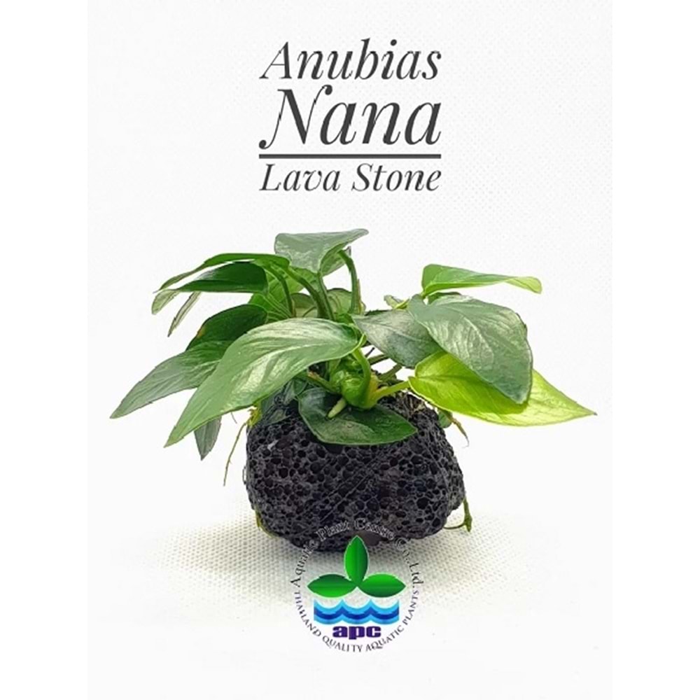Anubias barteri var nana (petite) on lava stone
