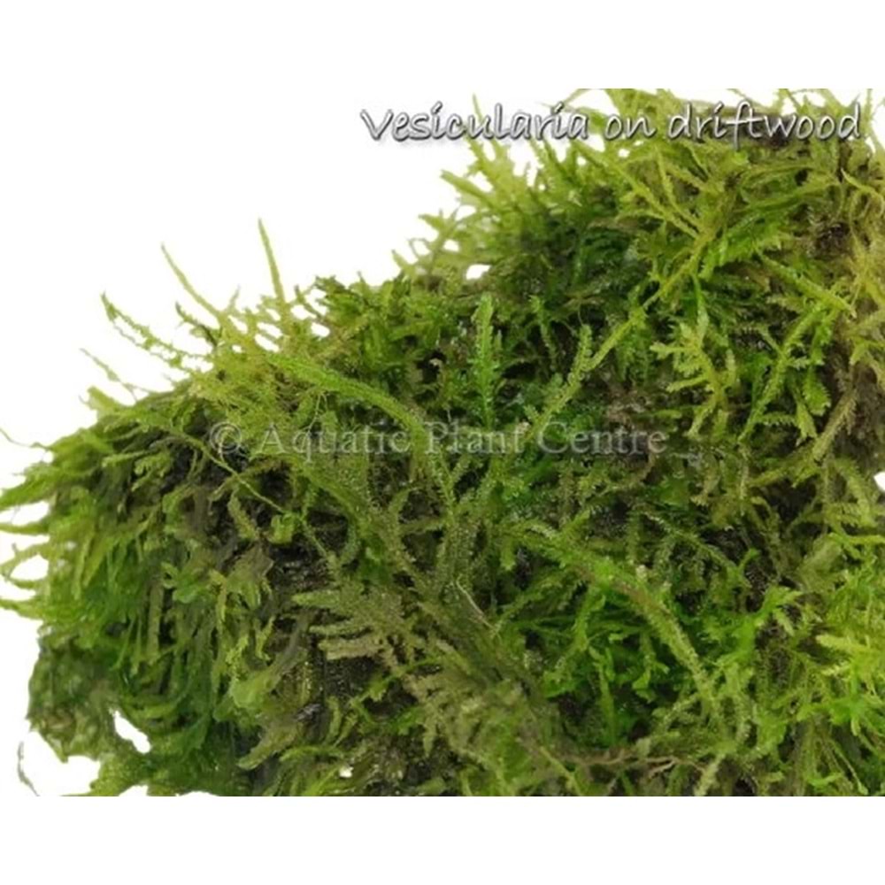 Vesicularia grow on Pterocapus wood -[S] 10cm