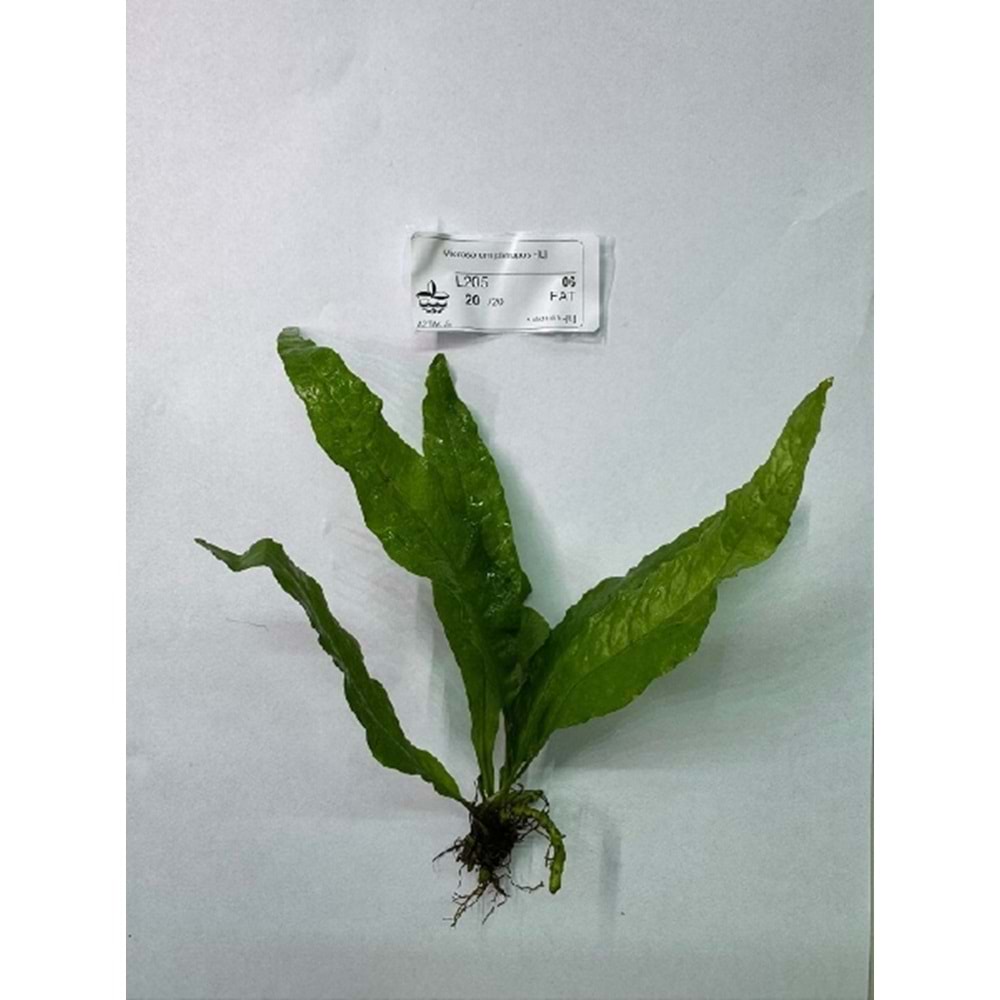 Microsorum pteropus (L)