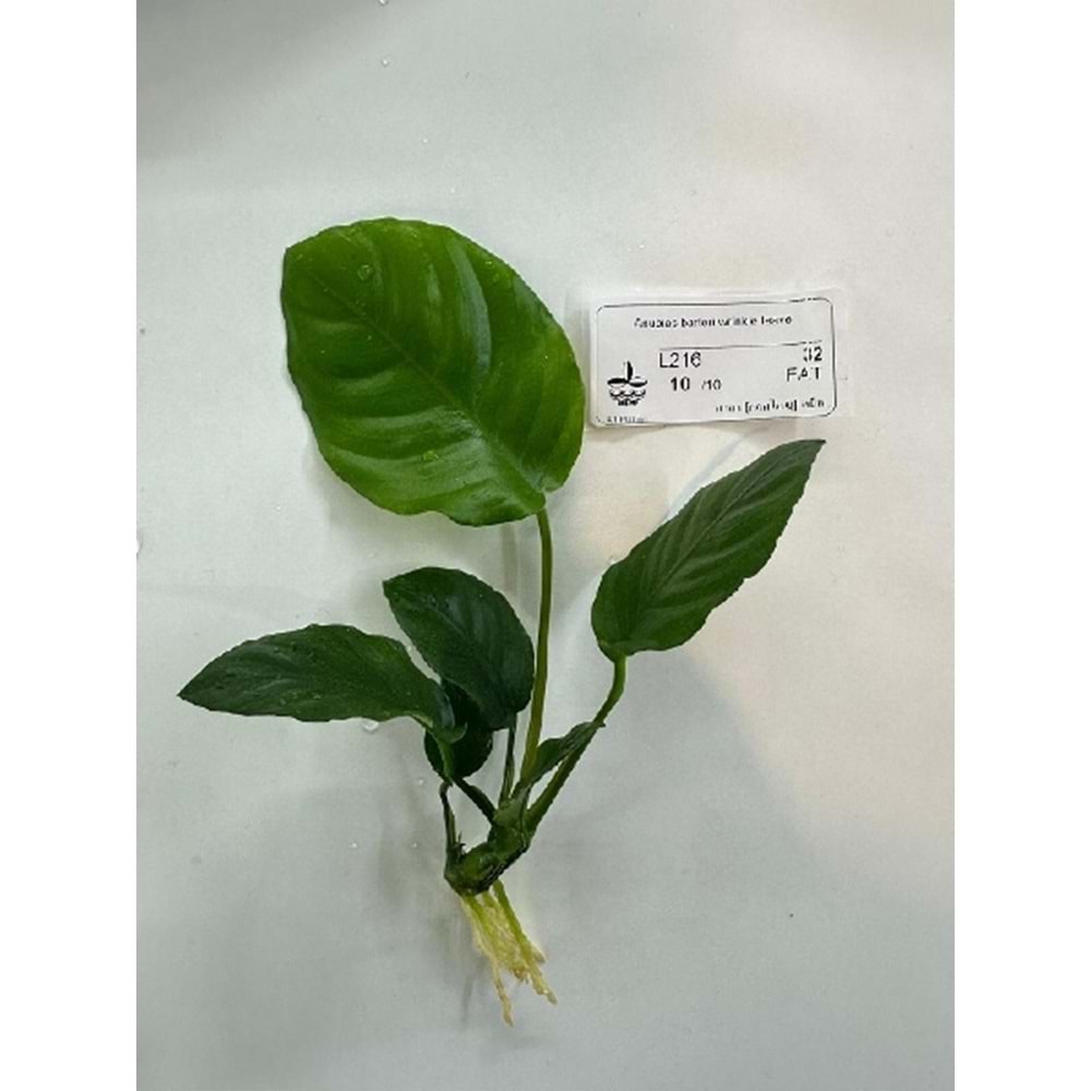 Anubias barteri wrinkle leave