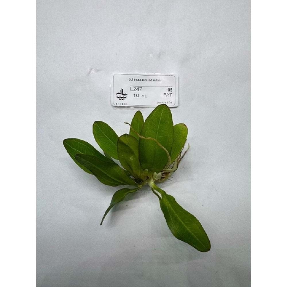 Echinodorus red rubin